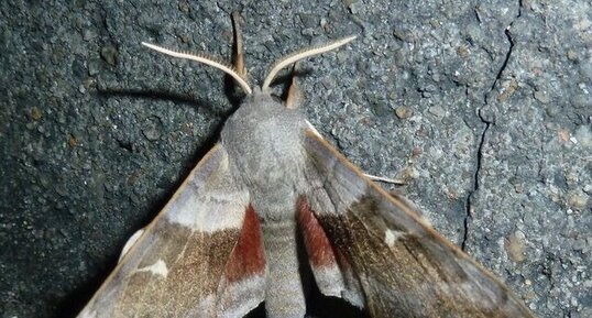 Le Sphinx du peuplier Laothoe (Amorpha) populi .Noctuelle.