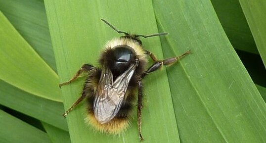 Bombus pratorum.