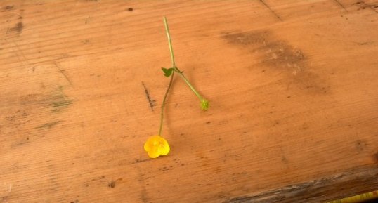 Bouton d' or, Ranunculus acris