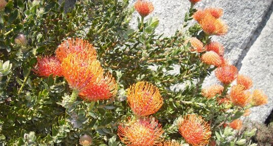 Leucospermum caroline