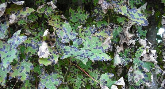 Rhytisma salicinum ou taches goudronneuses