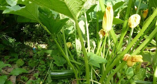 Courgettes