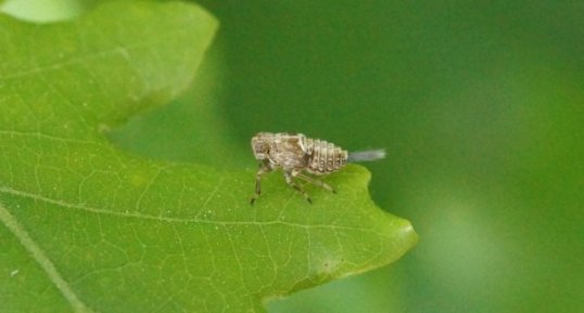 Hysteropterum sp. juvénile