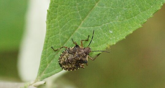 Pentatoma rufipes juv. - sous réserve