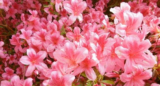 Rhododendron kaempferi