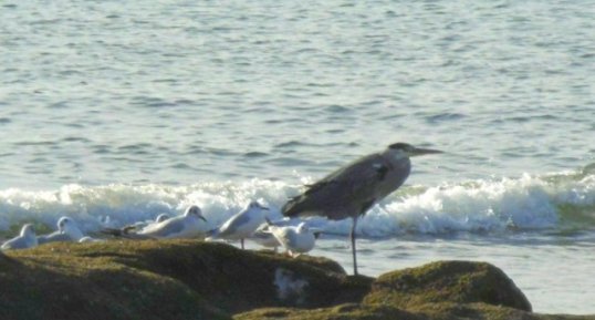 Héron cendré et mouettes rieuses