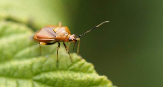 Deraeocoris ruber