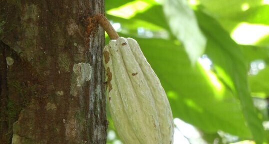 Mexique, berceau de la domestication du chocolat