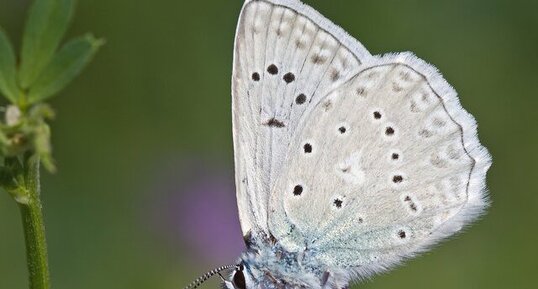 Polyommatus daphnis