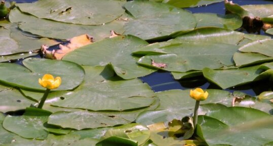 Nénuphar jaune (Nufar lutea)