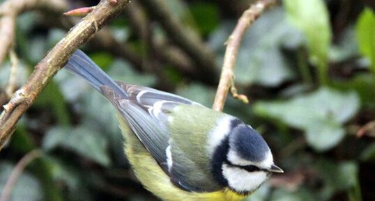 Mésange bleue 2