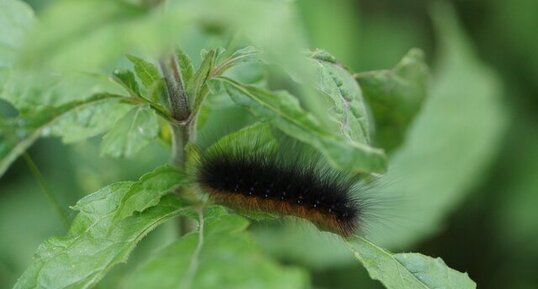 Chenille d Ecaille sp. ???