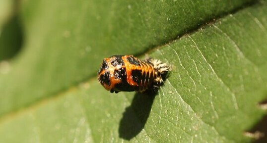 Mue de coccinelle