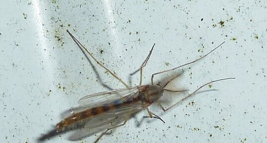 Chironome sp.