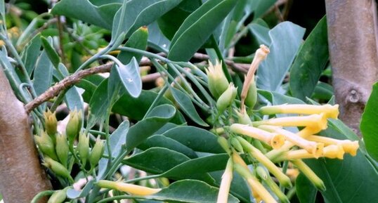 Tabac arborescent (Nicotiana glauca)