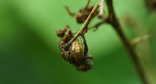 Metellina sp. ???