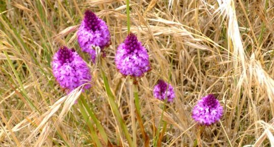 Orchidée pyramidale (anacamptis pyramidalis)