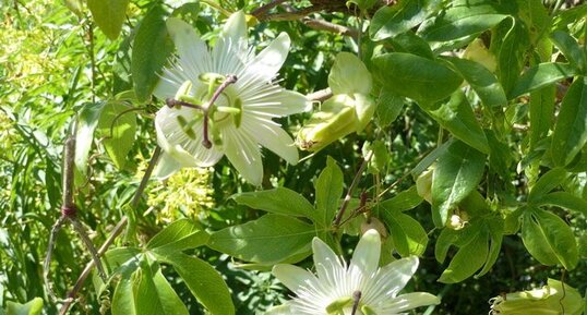 Passiflore caerulea "Constance Elliott"