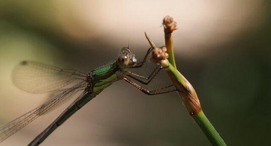 Leste viridis