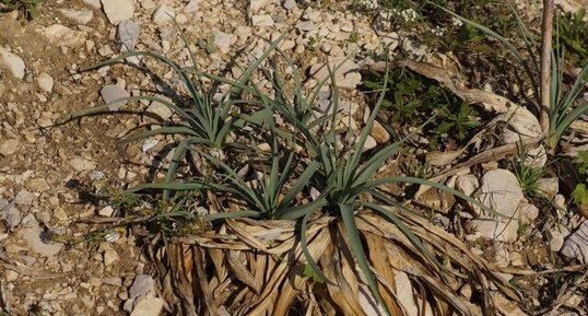 Lys des sables - sous réserve