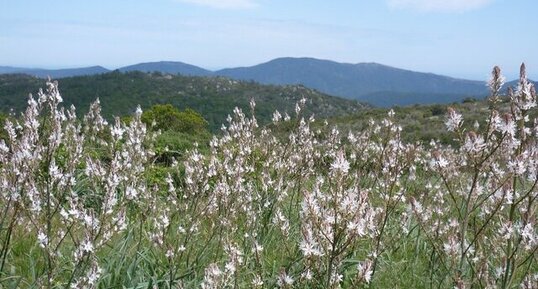 Asphodèles