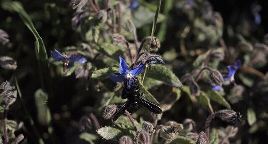 Xylocopa violacea sur borrago officinalis