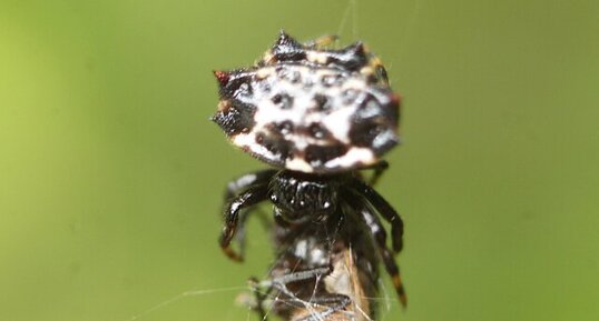 L'araignée et la mouche