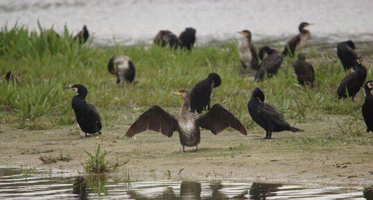 Grands cormorans