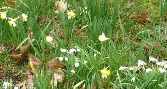 Jonquilles sauvages et perce-neige