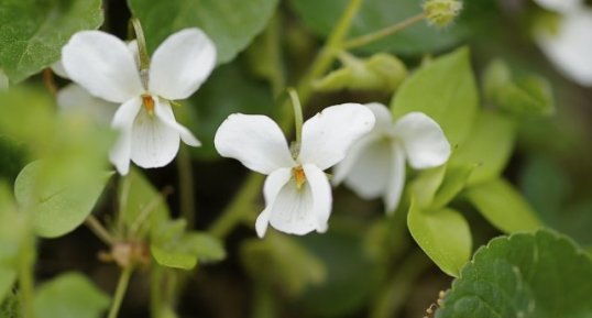 Violette blanche