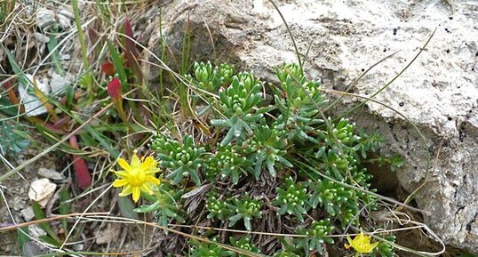 Saxifrage musquée