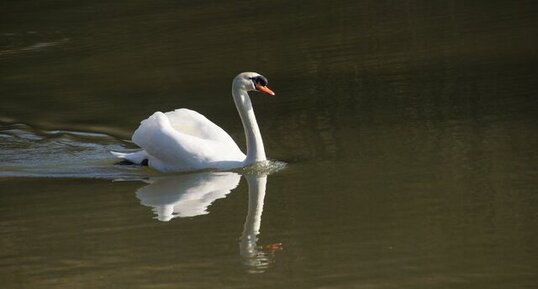 Cygne tuberculé - mâle