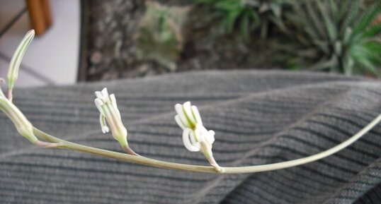 Fleurs du haworthia fasciata.