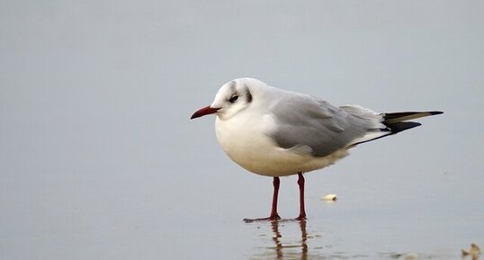 Mouette rieuse