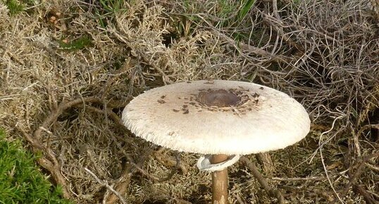 Champignon coulemelle (lépiote élevée)