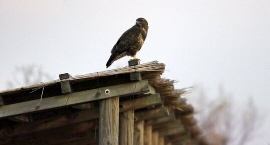 Buse variable