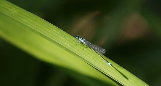 Agrion élégant