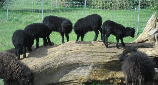 Les moutons noirs