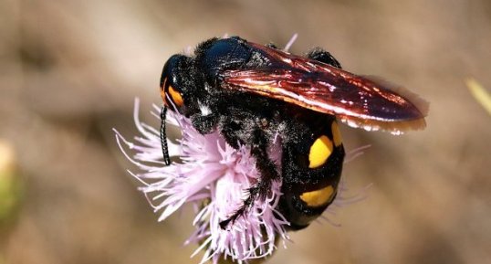 Megascolia maculata