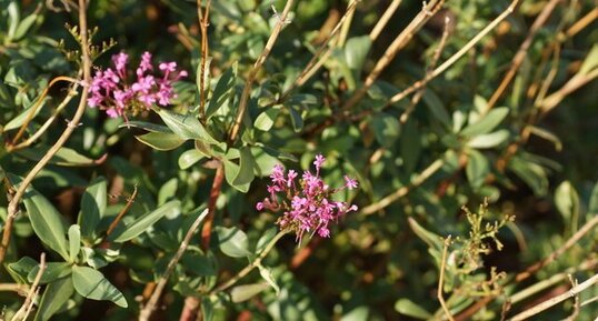 Valériane officinale