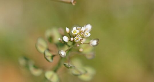 La fleur du défi du jour