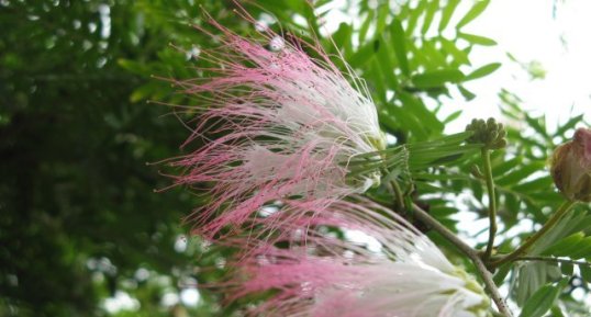 Albizia julibrissin, arbre à soie