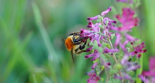 Bombus pascuorum