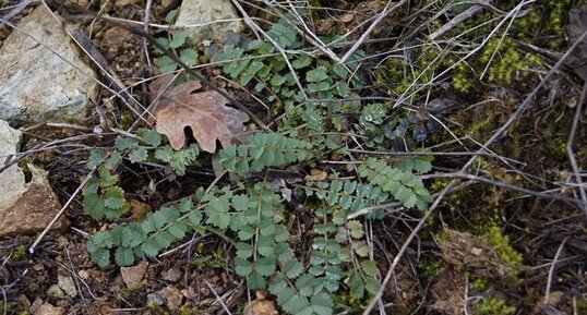 Sanguisorba minor