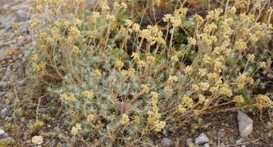 Helichrysum stoechas