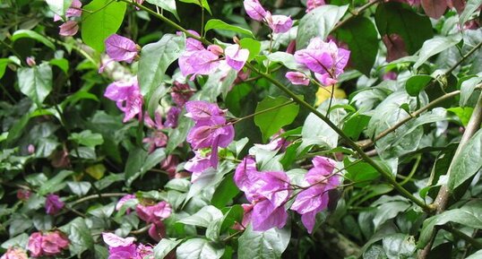 Bougainvillée, Bougainvillea