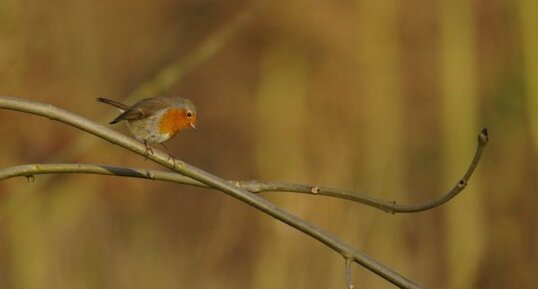 Rouge-gorge