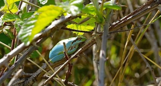 Rainette méridionale bicolore