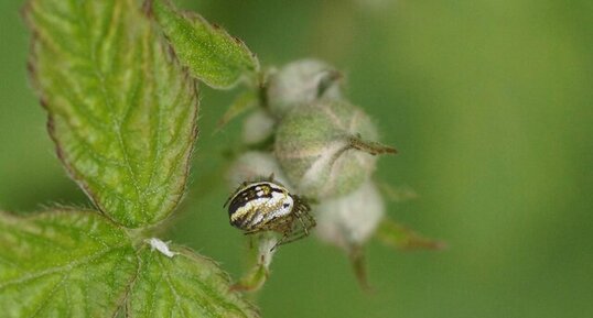 Metellina sp.