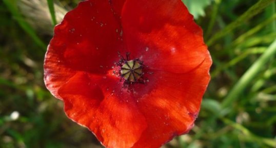 Coquelicot